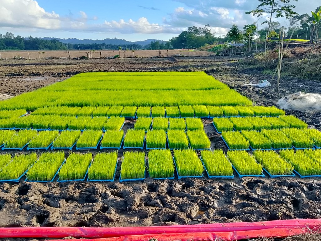 proses Pembibitan padi dalam wadah, sehingga memudahkan dalam penanaman padi menggunakan mesin